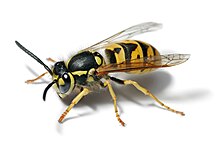 Photo of Yellow Jackets